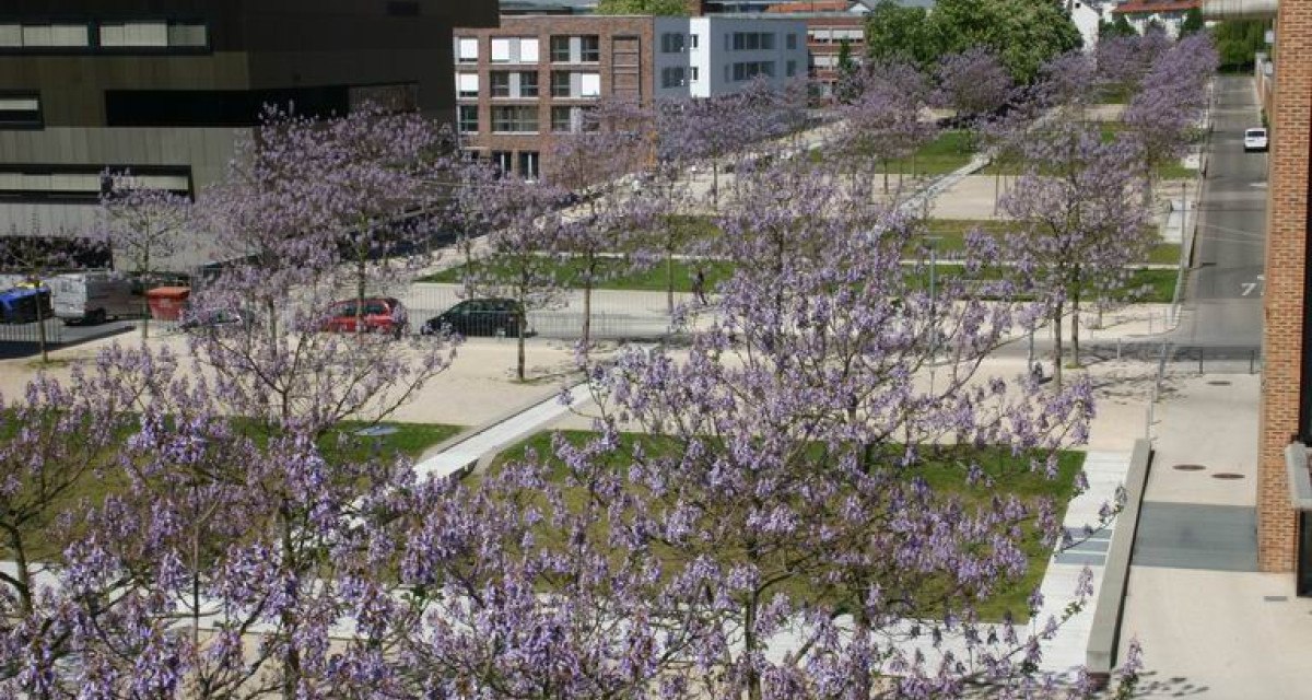 Blühende Paulownienbäume säumen eine städtische Straße, umgeben von modernen Gebäuden und geparkten Autos., © Stuttgart-Marketing GmbH
