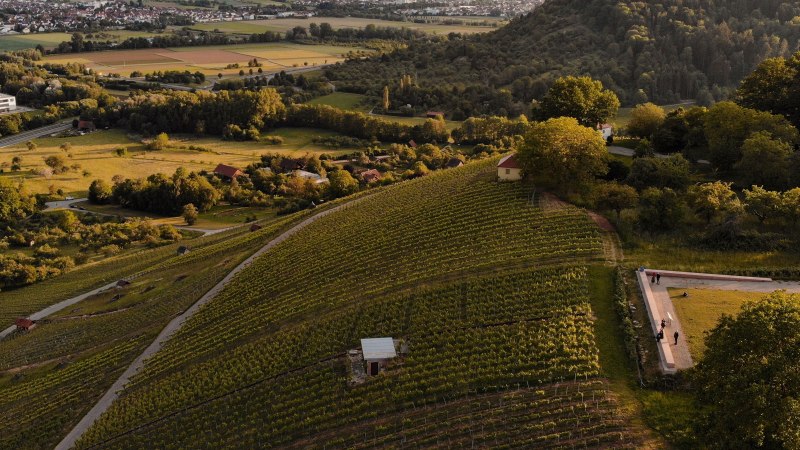 Luftaufnahme einer hügeligen Landschaft mit Weinbergen, Bäumen und einer Aussichtsplattform. Im Hintergrund sind Felder und Gebäude zu sehen., © Susi Maier
