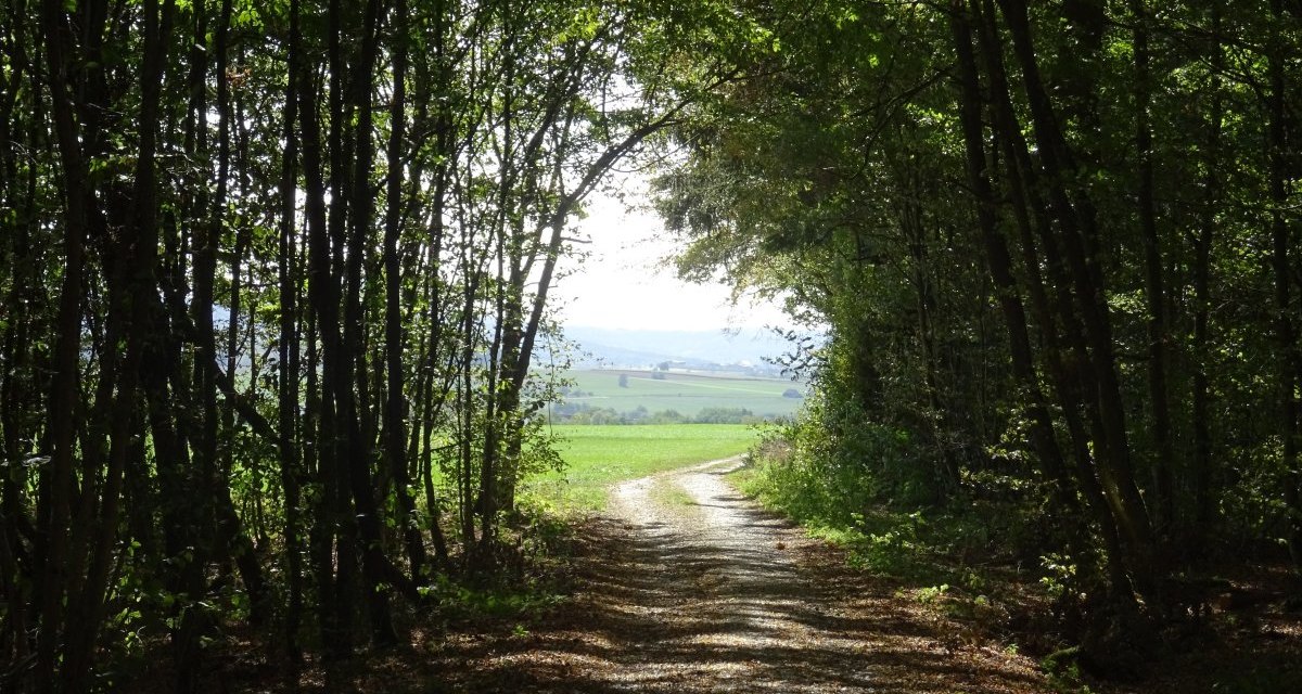 Ein schattiger Waldweg &ouml;ffnet sich zu einer sonnigen Wiese mit Blick auf eine h&uuml;gelige Landschaft im Hintergrund., &copy; Foto: Cornelia Steinbach