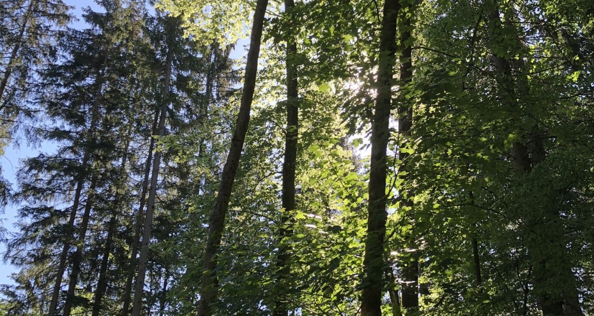 Sonnenlicht fällt durch hohe, grüne Bäume in einem Wald. Der Himmel ist blau und klar., © Nördlicher Schwarzwald Sonnenlicht fällt durch hohe, grüne Bäume in einem Wald. Der Himmel ist blau und klar., © Nördlicher Schwarzwald
