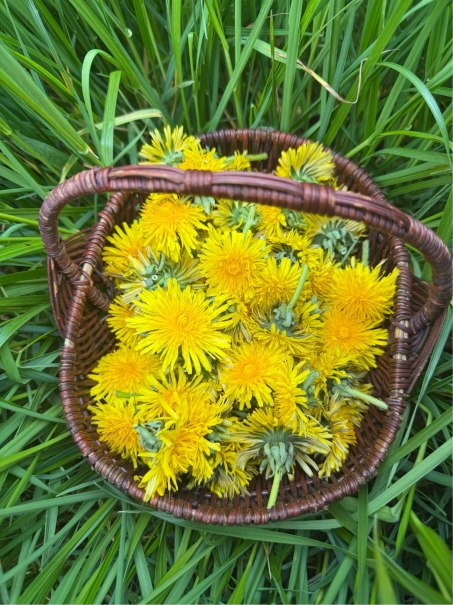 Kr&auml;uterspaziergang