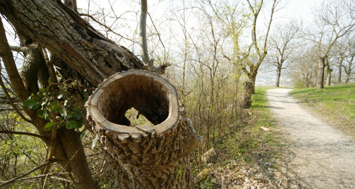 Ein hohler Baumstamm ragt neben einem schmalen Waldweg hervor. Die Bäume sind kahl, mit ersten Frühlingsknospen., © Sphäre Verlag Ein hohler Baumstamm ragt neben einem schmalen Waldweg hervor. Die Bäume sind kahl, mit ersten Frühlingsknospen., © Sphäre Verlag