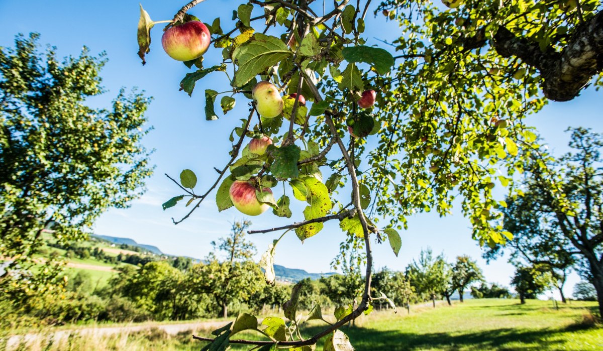 Ein Ast eines Apfelbaums mit reifen Äpfeln hängt über einer grünen Wiese. Im Hintergrund sind weitere Bäume und ein blauer Himmel zu sehen., © Landkreis Göppingen Ein Ast eines Apfelbaums mit reifen Äpfeln hängt über einer grünen Wiese. Im Hintergrund sind weitere Bäume und ein blauer Himmel zu sehen., © Landkreis Göppingen