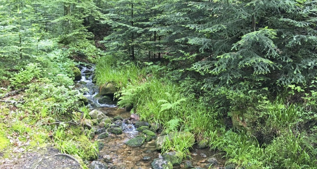 Ein kleiner Bach fließt durch einen dichten, grünen Wald. Moosbedeckte Steine und üppige Vegetation säumen das Ufer., © www.pro-cycl.de Ein kleiner Bach fließt durch einen dichten, grünen Wald. Moosbedeckte Steine und üppige Vegetation säumen das Ufer., © www.pro-cycl.de