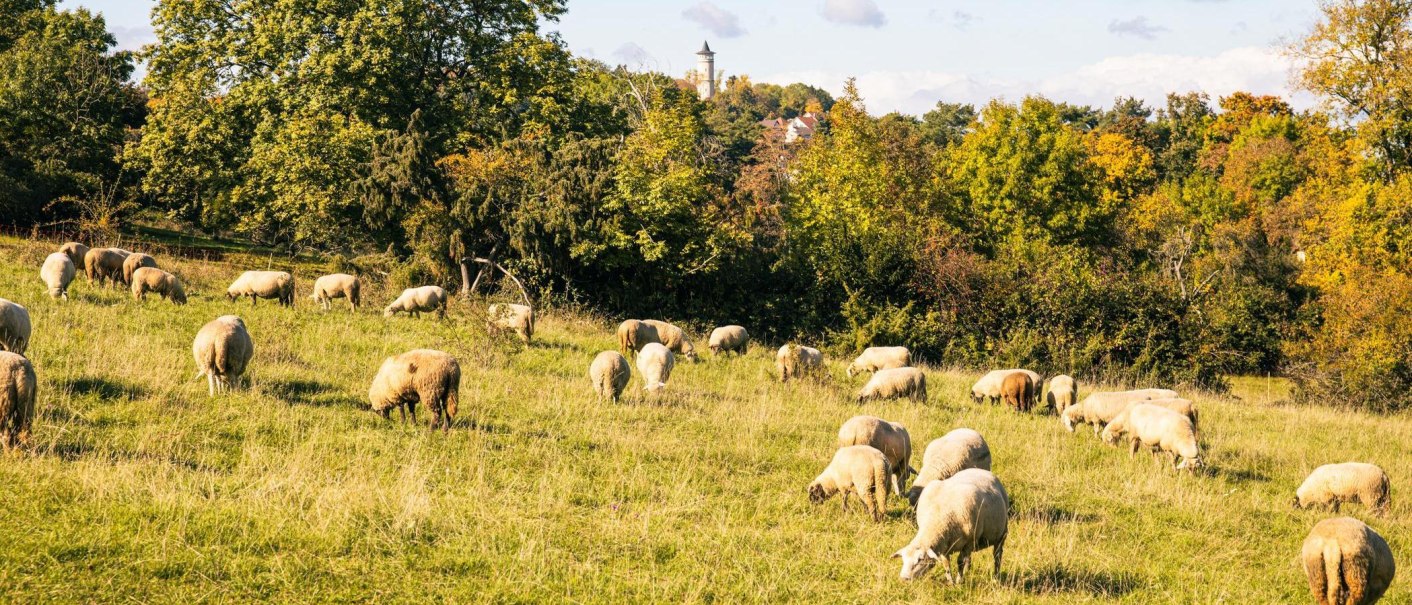 Gerlinger Heide mit Schafen, &copy; SMG, Sarah Schmid