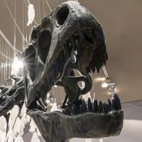 Ein Dinosaurierskelett im Museum am Löwentor, umgeben von hängenden weißen Federn und beleuchtet von Deckenstrahlern., © Stuttgart-Marketing GmbH, Sarah Schmid Ein Dinosaurierskelett im Museum am Löwentor, umgeben von hängenden weißen Federn und beleuchtet von Deckenstrahlern., © Stuttgart-Marketing GmbH, Sarah Schmid