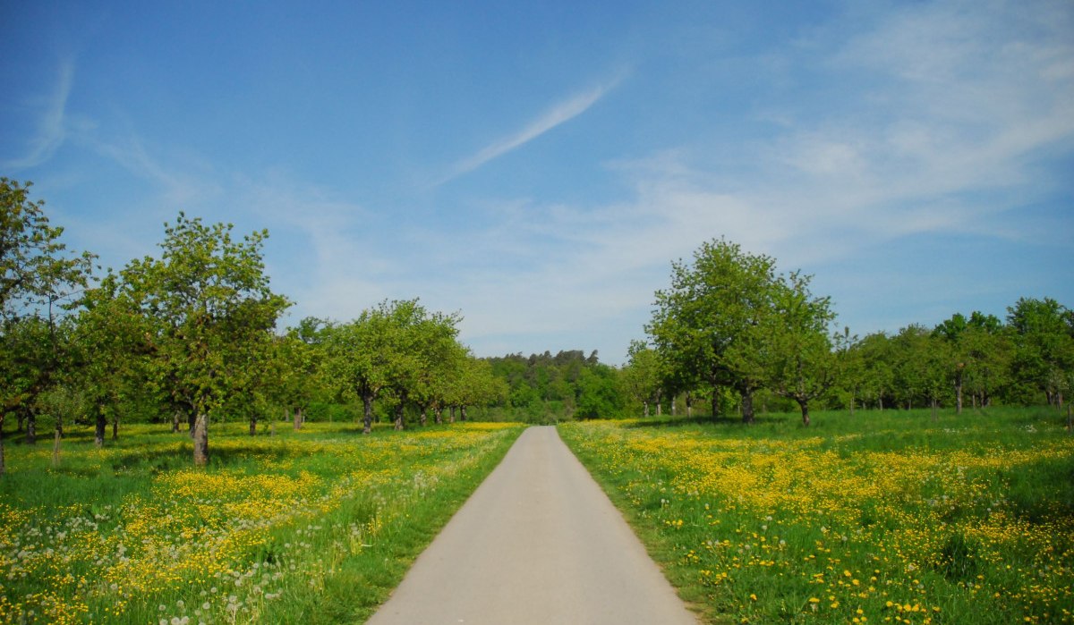 Ein schmaler Weg führt durch eine grüne Wiese mit blühenden Bäumen und gelben Blumen unter einem blauen Himmel., © Stadt Schorndorf