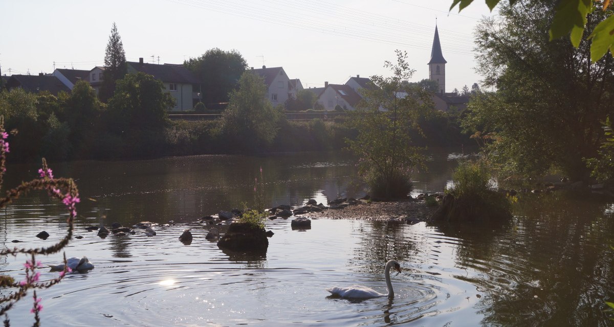 Ein Schwan schwimmt in einem Fluss, umgeben von Bäumen. Im Hintergrund ist ein Dorf mit einem Kirchturm zu sehen. Die Sonne spiegelt sich im Wasser., © Ludwigsburg - Stuttgart-Marketing GmbH Ein Schwan schwimmt in einem Fluss, umgeben von Bäumen. Im Hintergrund ist ein Dorf mit einem Kirchturm zu sehen. Die Sonne spiegelt sich im Wasser., © Ludwigsburg - Stuttgart-Marketing GmbH