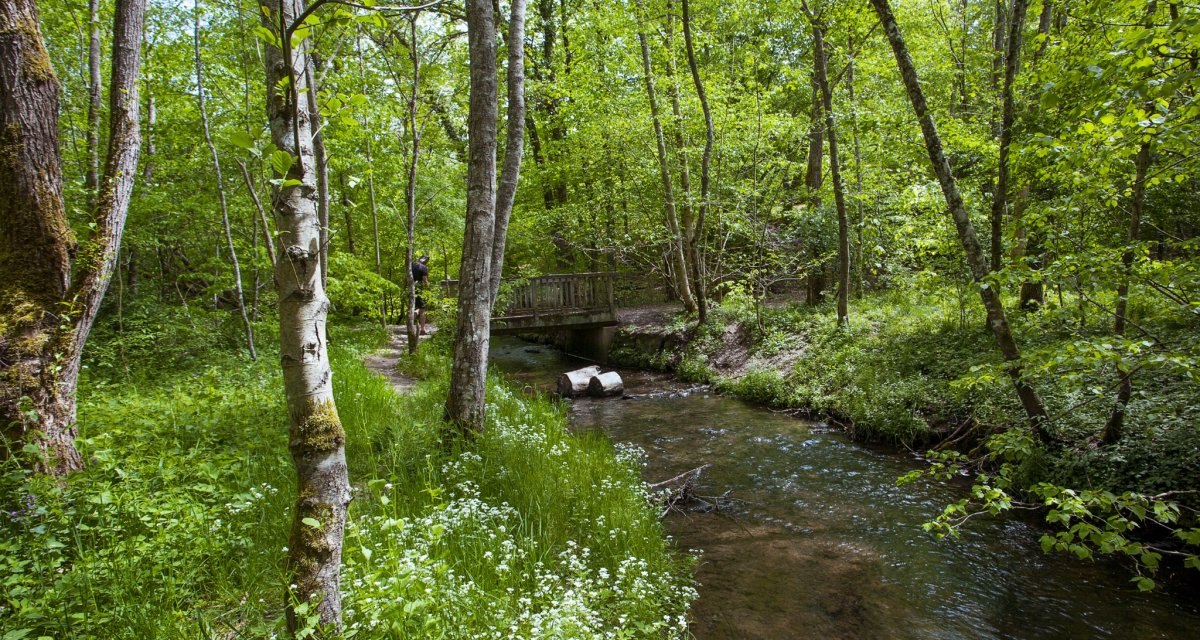 Ein idyllischer Waldweg mit einem klaren Bach und einer kleinen Holzbrücke. Üppiges Grün und blühende Pflanzen säumen den Pfad., © Natur.Nah. Schönbuch & Heckengäu Ein idyllischer Waldweg mit einem klaren Bach und einer kleinen Holzbrücke. Üppiges Grün und blühende Pflanzen säumen den Pfad., © Natur.Nah. Schönbuch & Heckengäu