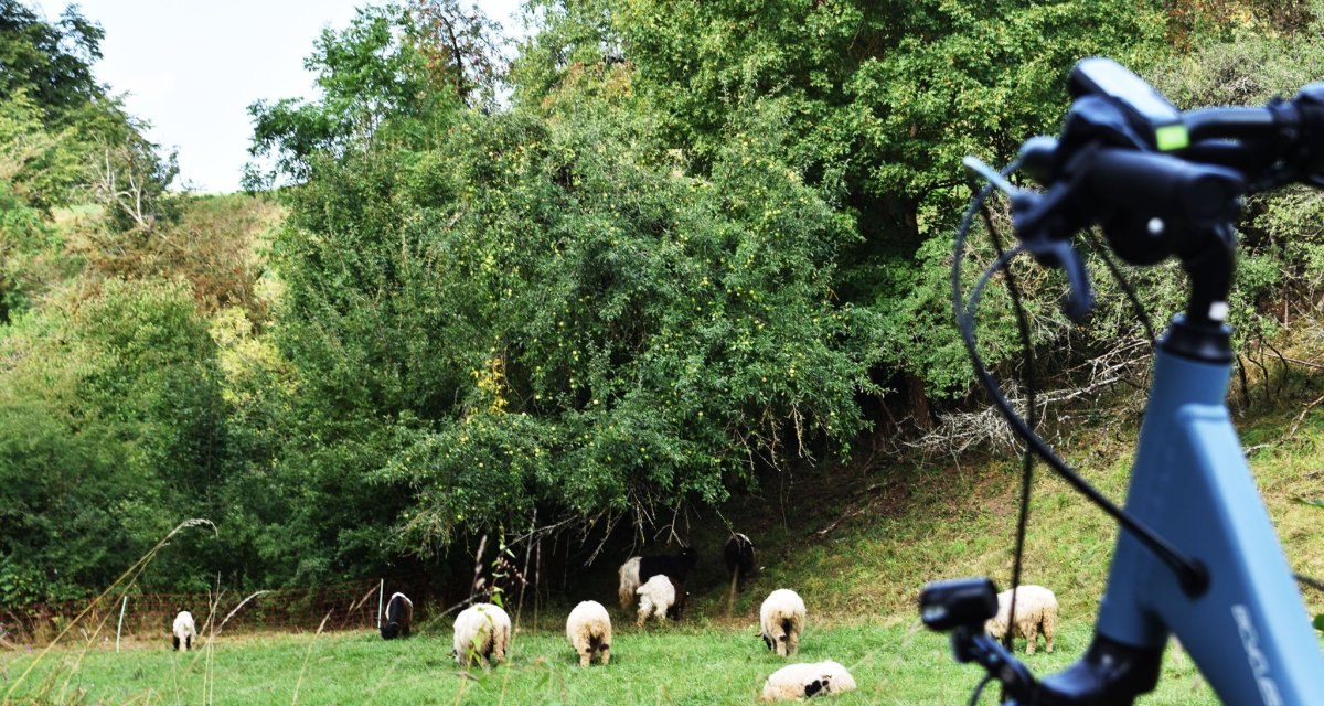Ein Fahrrad steht im Vordergrund, während im Hintergrund Schafe auf einer grünen Wiese grasen, umgeben von üppigen Bäumen., © Stadtmarketing Böblingen e.V. Ein Fahrrad steht im Vordergrund, während im Hintergrund Schafe auf einer grünen Wiese grasen, umgeben von üppigen Bäumen., © Stadtmarketing Böblingen e.V.
