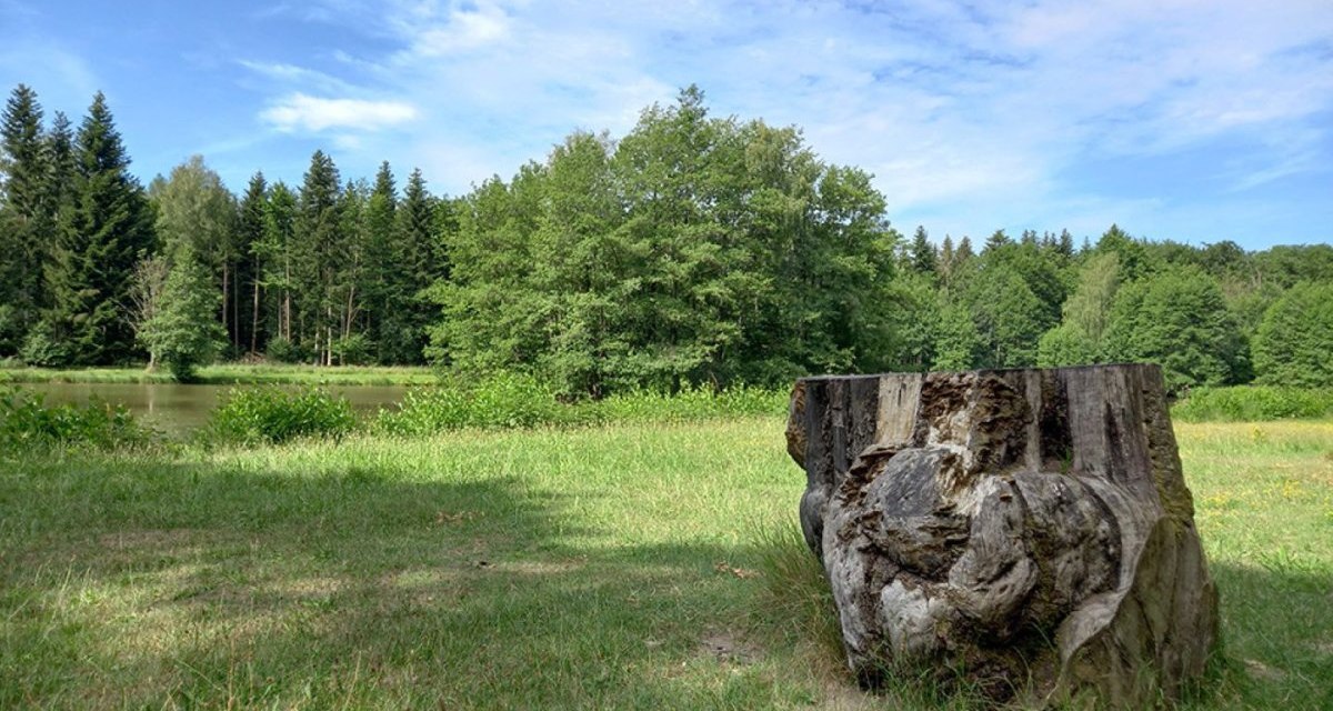 Ein Baumstumpf am Ufer des Haspelsees in Gaildorf, umgeben von gr&uuml;ner Wiese und dichten W&auml;ldern unter blauem Himmel.