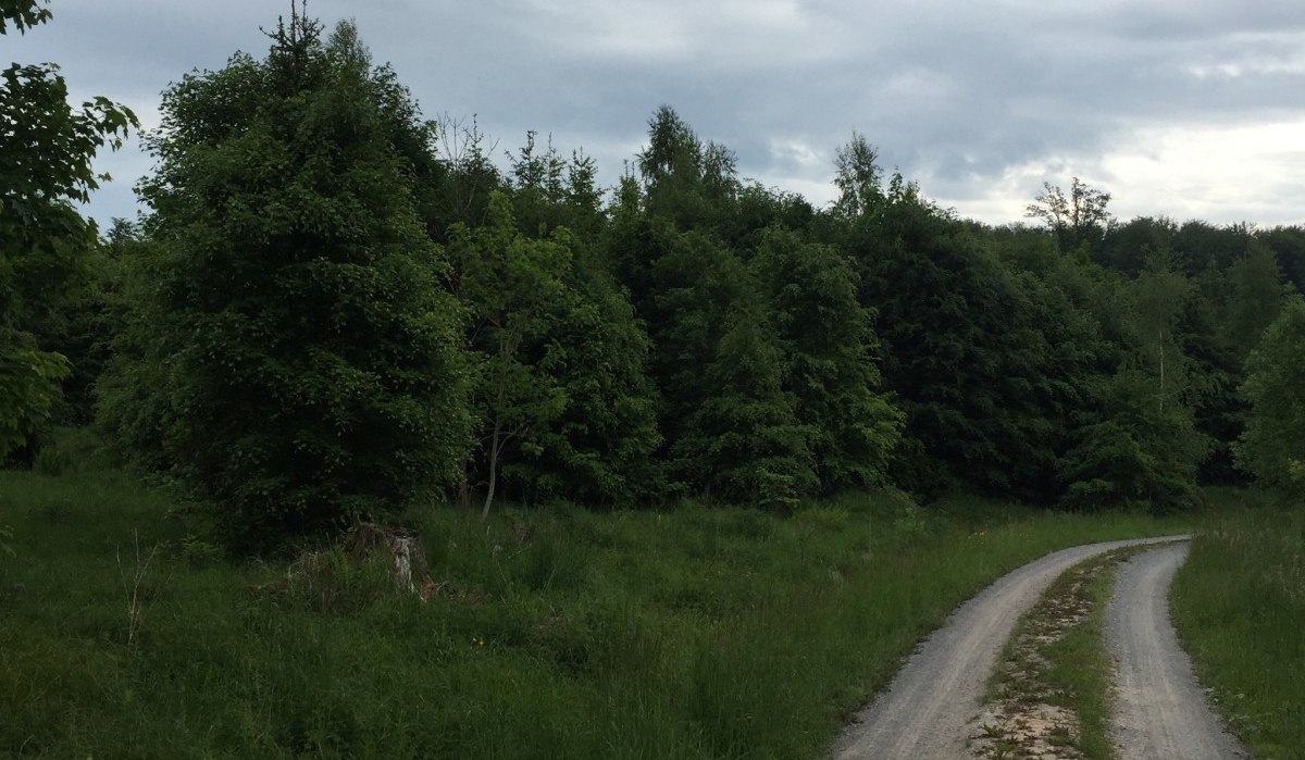Ein schmaler, kurviger Waldweg führt durch den grünen Schönbuch-Wald unter einem bewölkten Himmel., © www.pro-cycl.de