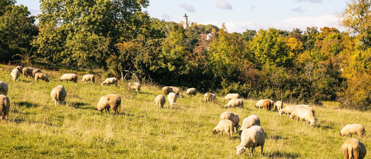 Schafe weiden auf einer grünen Wiese, umgeben von Bäumen. Im Hintergrund ist ein Turm sichtbar, der aus dem Wald hervorragt., © Stuttgart-Marketing GmbH, Sarah Schmid