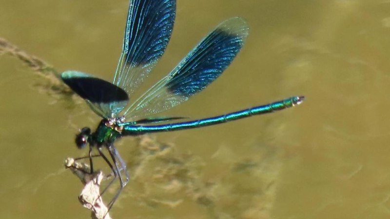 Eine schillernde blaue Libelle sitzt auf einem Ast über dem Wasser. Die Flügel sind halb geöffnet und schimmern im Sonnenlicht., © Die Zugvögel - Kanu-Tours und mehr Eine schillernde blaue Libelle sitzt auf einem Ast über dem Wasser. Die Flügel sind halb geöffnet und schimmern im Sonnenlicht., © Die Zugvögel - Kanu-Tours und mehr