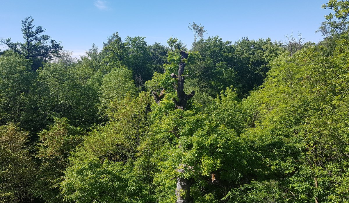 Blick vom Kernenturm auf dichte, grüne Baumwipfel unter einem klaren, blauen Himmel., © Remstal Tourismus e.V. Blick vom Kernenturm auf dichte, grüne Baumwipfel unter einem klaren, blauen Himmel., © Remstal Tourismus e.V.