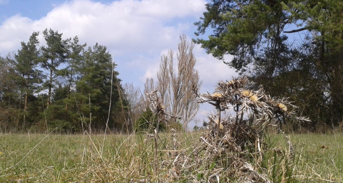 Vertrocknete Pflanzen auf einer Wiese, umgeben von Bäumen unter einem blauen Himmel mit Wolken., © Natur.Nah. Schönbuch & Heckengäu Vertrocknete Pflanzen auf einer Wiese, umgeben von Bäumen unter einem blauen Himmel mit Wolken., © Natur.Nah. Schönbuch & Heckengäu