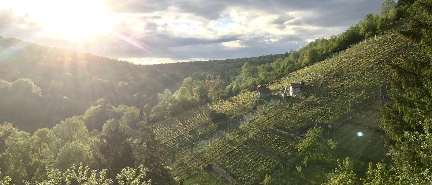 Sonnenuntergang über einem Weinberg im Dürrbachtal. Die Sonne strahlt über die Hügel, während kleine Hütten zwischen den Reben stehen., © Gut Rohreck