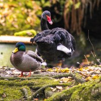 Stockente und Schwarzschwan am Schwanensee, Kurpark Bad Wildbad, © SMG, Sarah Schmid