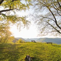 Zwei B&auml;ume rahmen einen Aussichtspunkt mit B&auml;nken ein, im Hintergrund sind H&uuml;gel zu sehen. Die Sonne scheint durch die Bl&auml;tter., &copy; SMG, Achim Mende