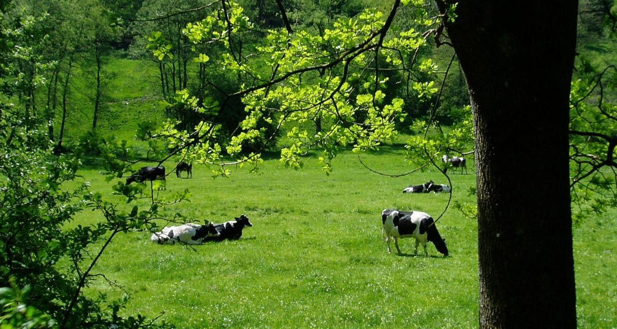 Kühe auf einer grünen Wiese, umgeben von Bäumen. Ein Baum im Vordergrund, sonniger Tag., © Natur.Nah. Schönbuch & Heckengäu Kühe auf einer grünen Wiese, umgeben von Bäumen. Ein Baum im Vordergrund, sonniger Tag., © Natur.Nah. Schönbuch & Heckengäu