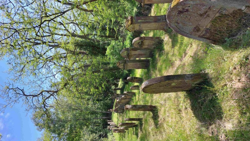 Reihe alter Grabsteine auf einem jüdischen Friedhof, umgeben von grünen Bäumen und Gras.