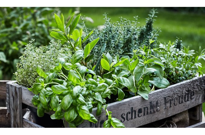 Fr&uuml;hlingskr&auml;uter - Heilsames aus der Natur, &copy; WTM GmbH Waiblingen