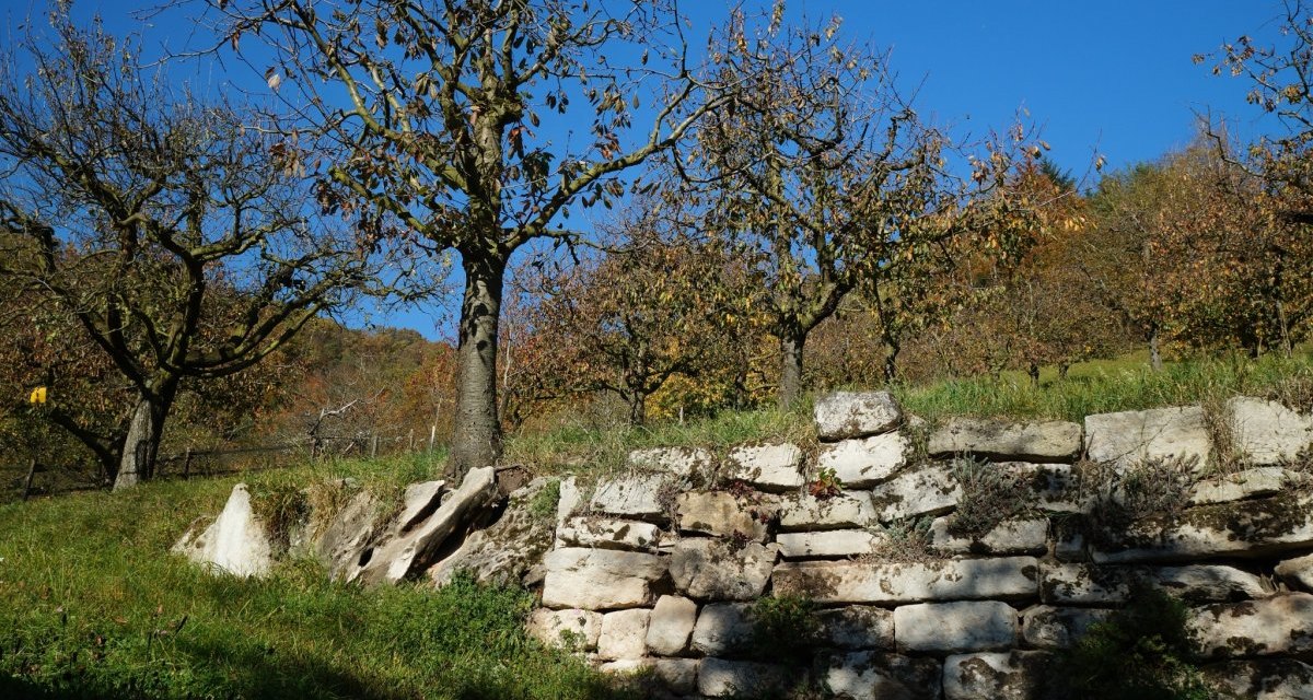 Eine alte Steinmauer vor einer Reihe von Bäumen, die sich unter einem klaren, blauen Himmel erstrecken. Herbstliche Farben dominieren die Szene., © Natur.Nah. Schönbuch & Heckengäu Eine alte Steinmauer vor einer Reihe von Bäumen, die sich unter einem klaren, blauen Himmel erstrecken. Herbstliche Farben dominieren die Szene., © Natur.Nah. Schönbuch & Heckengäu