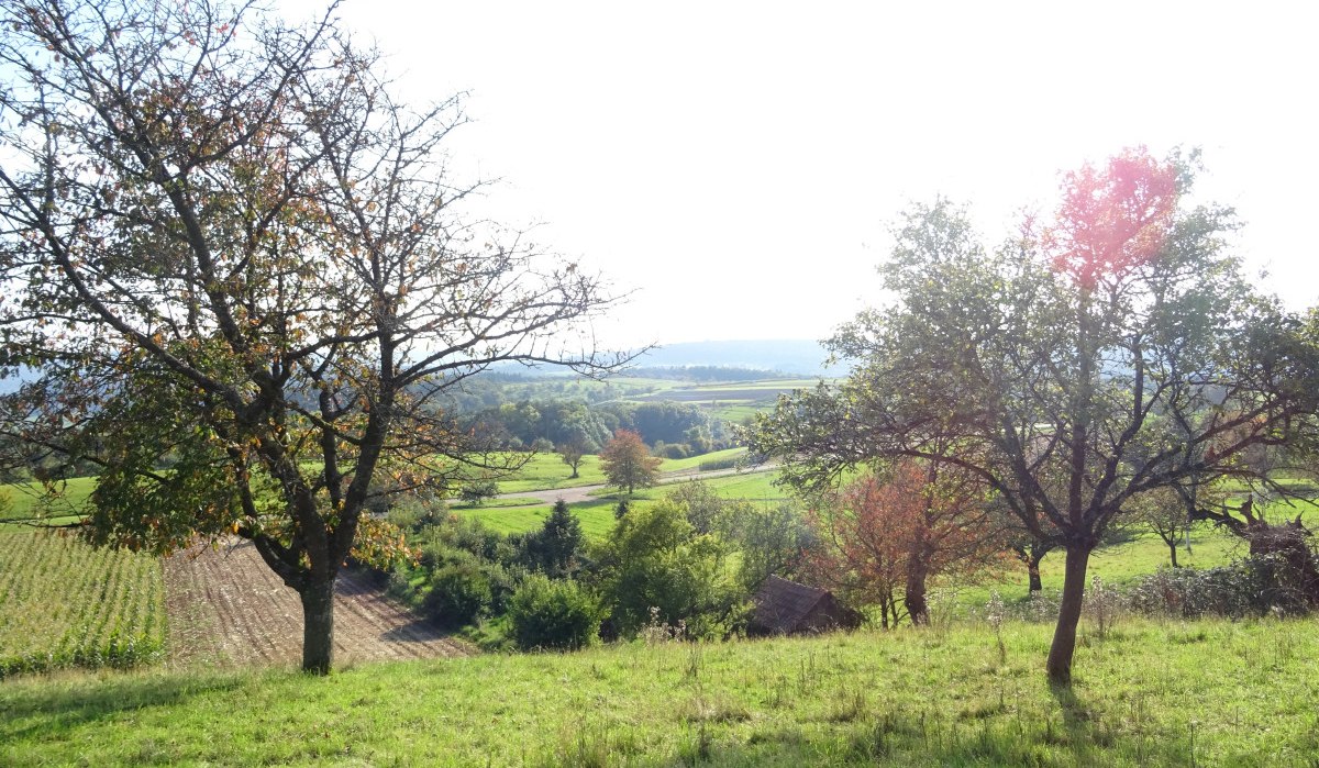 Grüne Wiesen und Felder mit vereinzelten Bäumen unter strahlendem Sonnenschein, im Hintergrund sanfte Hügel., © Stadt Schorndorf Grüne Wiesen und Felder mit vereinzelten Bäumen unter strahlendem Sonnenschein, im Hintergrund sanfte Hügel., © Stadt Schorndorf