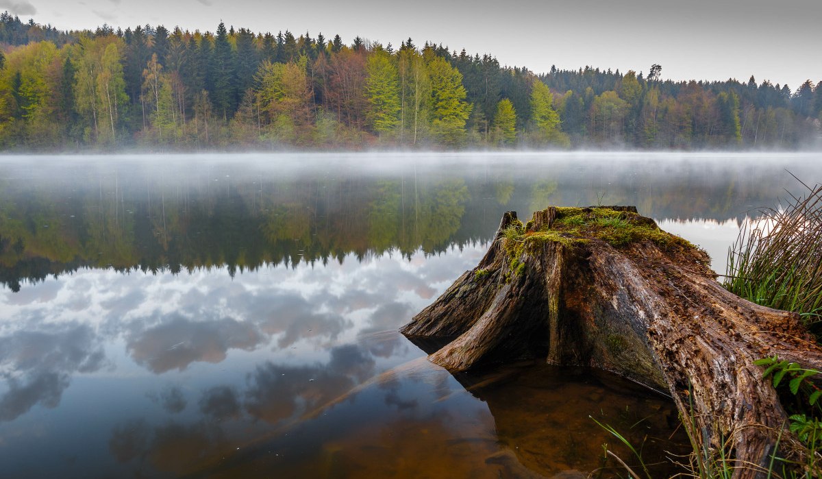 Ein Baumstumpf am Ufer des Herrenbachstausees, umgeben von nebligem Wasser und einem Wald im Hintergrund. Ein Baumstumpf am Ufer des Herrenbachstausees, umgeben von nebligem Wasser und einem Wald im Hintergrund.