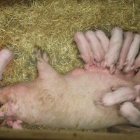 Eine Sau liegt auf Stroh, umgeben von mehreren Ferkeln, die bei ihr trinken. Ein Wärmelicht ist zu sehen.