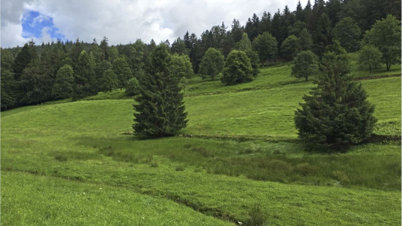 Grüne Wiese mit vereinzelten Bäumen, dahinter dichter Wald. Der Himmel ist bewölkt mit einigen blauen Stellen., © www.pro-cycl.de Grüne Wiese mit vereinzelten Bäumen, dahinter dichter Wald. Der Himmel ist bewölkt mit einigen blauen Stellen., © www.pro-cycl.de