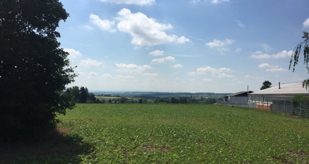 Gr&uuml;ne Felder erstrecken sich unter einem blauen Himmel mit wei&szlig;en Wolken. Links steht ein Baum, rechts ein Geb&auml;ude., &copy; www.pro-cycl.de