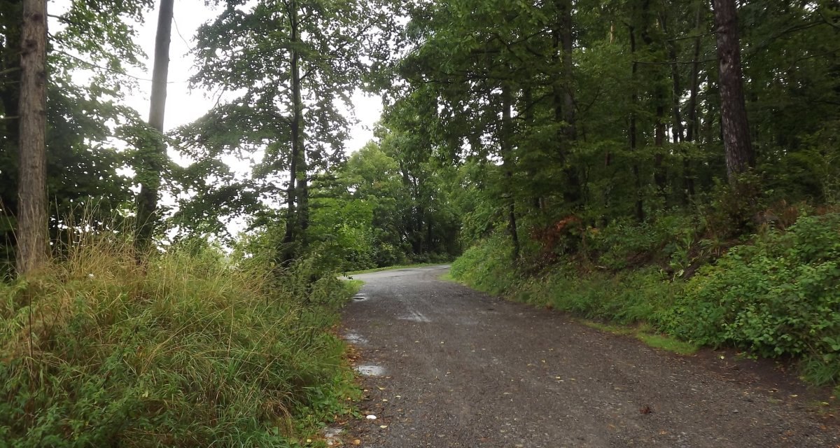 Ein schmaler Waldweg schlängelt sich durch dichte, grüne Bäume und Büsche. Der Weg ist feucht und kurvig, ideal für einen ruhigen Spaziergang., © Natur.Nah. Schönbuch & Heckengäu Ein schmaler Waldweg schlängelt sich durch dichte, grüne Bäume und Büsche. Der Weg ist feucht und kurvig, ideal für einen ruhigen Spaziergang., © Natur.Nah. Schönbuch & Heckengäu