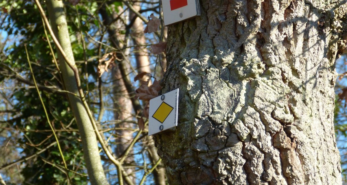 Ein Baum im Wald trägt zwei Wanderwegschilder: ein roter Balken mit der Aufschrift 'HW 5' und eine gelbe Raute. Sonnenlicht fällt auf die Rinde., © Natur.Nah. Schönbuch & Heckengäu Ein Baum im Wald trägt zwei Wanderwegschilder: ein roter Balken mit der Aufschrift 'HW 5' und eine gelbe Raute. Sonnenlicht fällt auf die Rinde., © Natur.Nah. Schönbuch & Heckengäu