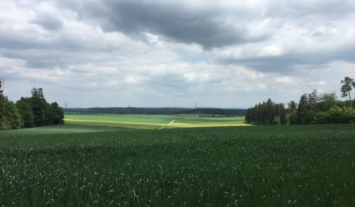 Weite Getreidefelder erstrecken sich unter einem bewölkten Himmel, umgeben von Bäumen am Horizont., © www.pro-cycl.de Weite Getreidefelder erstrecken sich unter einem bewölkten Himmel, umgeben von Bäumen am Horizont., © www.pro-cycl.de