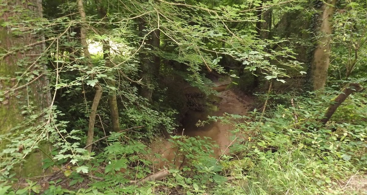 Ein kleiner Bach schlängelt sich durch einen dichten, grünen Wald. Die Vegetation ist üppig und die Bäume sind hoch gewachsen., © Natur.Nah. Schönbuch & Heckengäu Ein kleiner Bach schlängelt sich durch einen dichten, grünen Wald. Die Vegetation ist üppig und die Bäume sind hoch gewachsen., © Natur.Nah. Schönbuch & Heckengäu
