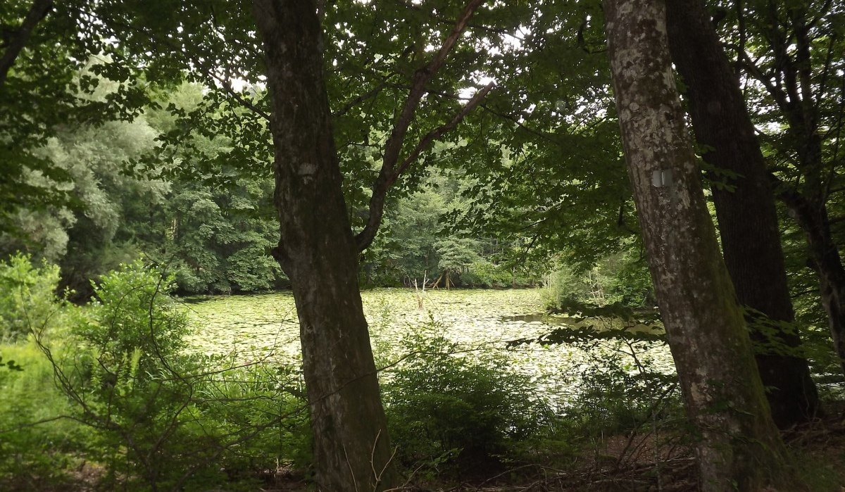 Ein Teich im Wald, umgeben von Bäumen und dichter Vegetation. Die Wasseroberfläche ist mit Pflanzen bedeckt., © Natur.Nah. Schönbuch & Heckengäu Ein Teich im Wald, umgeben von Bäumen und dichter Vegetation. Die Wasseroberfläche ist mit Pflanzen bedeckt., © Natur.Nah. Schönbuch & Heckengäu