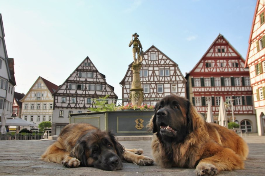 Zwei Leonberger Hunde liegen entspannt auf einem gepflasterten Platz, umgeben von malerischen Fachwerkh&auml;usern und einem Brunnen., &copy; Stadtmarketing Leonberg