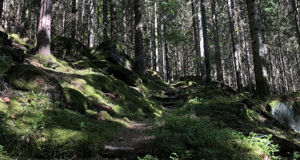 Ein schmaler Pfad schlängelt sich durch einen dichten, moosbedeckten Nadelwald. Sonnenstrahlen fallen durch die hohen Bäume und beleuchten den Weg., © Nördlicher Schwarzwald Ein schmaler Pfad schlängelt sich durch einen dichten, moosbedeckten Nadelwald. Sonnenstrahlen fallen durch die hohen Bäume und beleuchten den Weg., © Nördlicher Schwarzwald