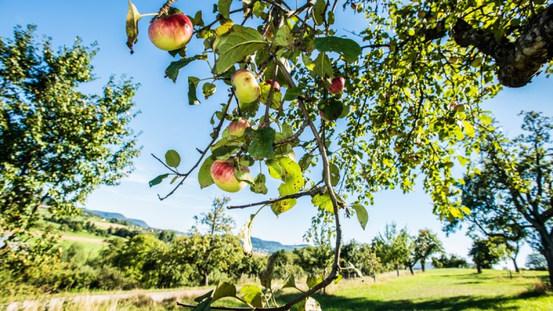 Ein Ast eines Apfelbaums mit reifen Äpfeln hängt über einer grünen Wiese. Im Hintergrund sind weitere Bäume und ein blauer Himmel zu sehen., © Landkreis Göppingen