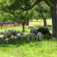 Schafe auf dem Hof Holzapfel, © Landratsamt Böblingen