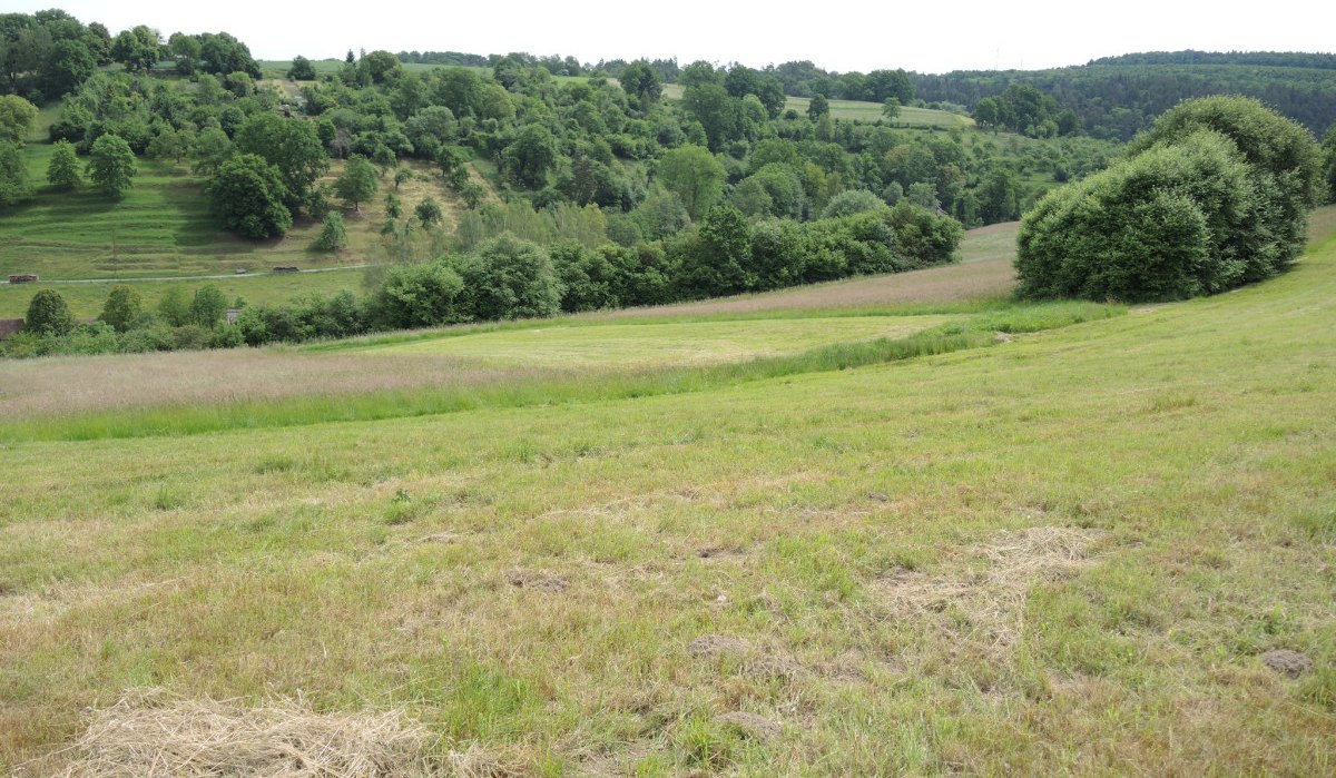 Sanfte H&uuml;gel mit gr&uuml;nen Wiesen und vereinzelten B&auml;umen erstrecken sich unter einem bew&ouml;lkten Himmel. Die Landschaft wirkt ruhig und idyllisch., &copy; Natur.Nah. Sch&ouml;nbuch & Heckeng&auml;u