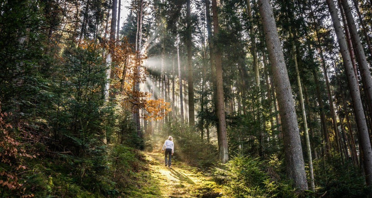 Eine Person wandert auf einem Waldweg, während Sonnenstrahlen durch die hohen Bäume scheinen und den Weg erhellen., © Nördlicher Schwarzwald Eine Person wandert auf einem Waldweg, während Sonnenstrahlen durch die hohen Bäume scheinen und den Weg erhellen., © Nördlicher Schwarzwald