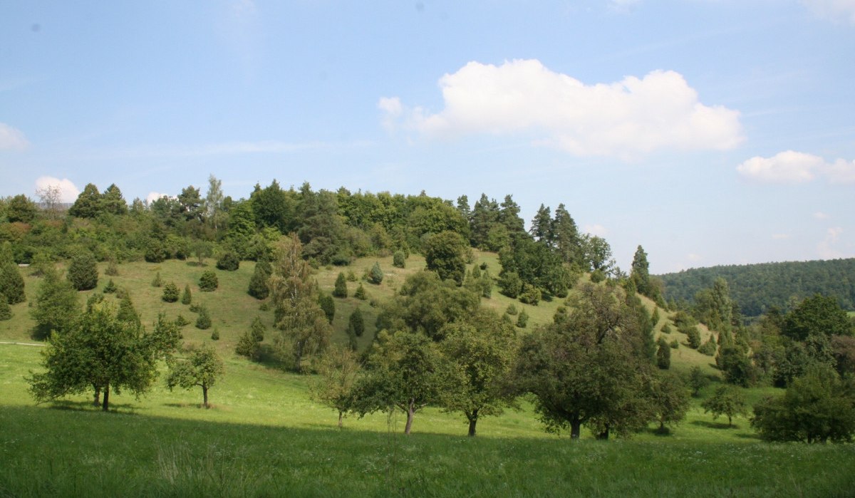 Grüne Hügellandschaft mit verstreuten Bäumen unter einem blauen Himmel mit weißen Wolken. Im Hintergrund dichter Wald., © Natur.Nah. Schönbuch & Heckengäu Grüne Hügellandschaft mit verstreuten Bäumen unter einem blauen Himmel mit weißen Wolken. Im Hintergrund dichter Wald., © Natur.Nah. Schönbuch & Heckengäu