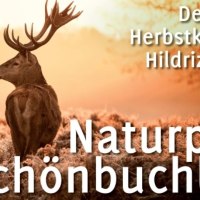 Ein Hirsch im Sonnenuntergang, Text: "Der 25 km Herbstklassiker Hildrizhausen 42. Naturpark Schönbuchlauf"., © Natur.Nah. Schönbuch & Heckengäu