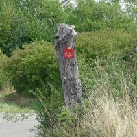 Ein Baumstumpf mit einem roten Schild steht am Rand eines Weges, umgeben von grünen Büschen und Gras., © Foto: Cornelia Steinbach