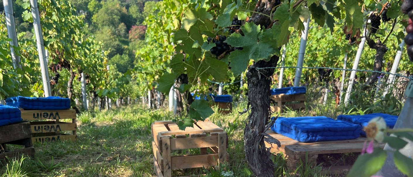 Ein Weinberg mit Holzb&auml;nken und blauen Kissen zwischen den Reben l&auml;dt zur Pause ein. Die gr&uuml;nen Bl&auml;tter und Trauben sind im Sonnenlicht zu sehen., &copy; Frank Nonnenmann
