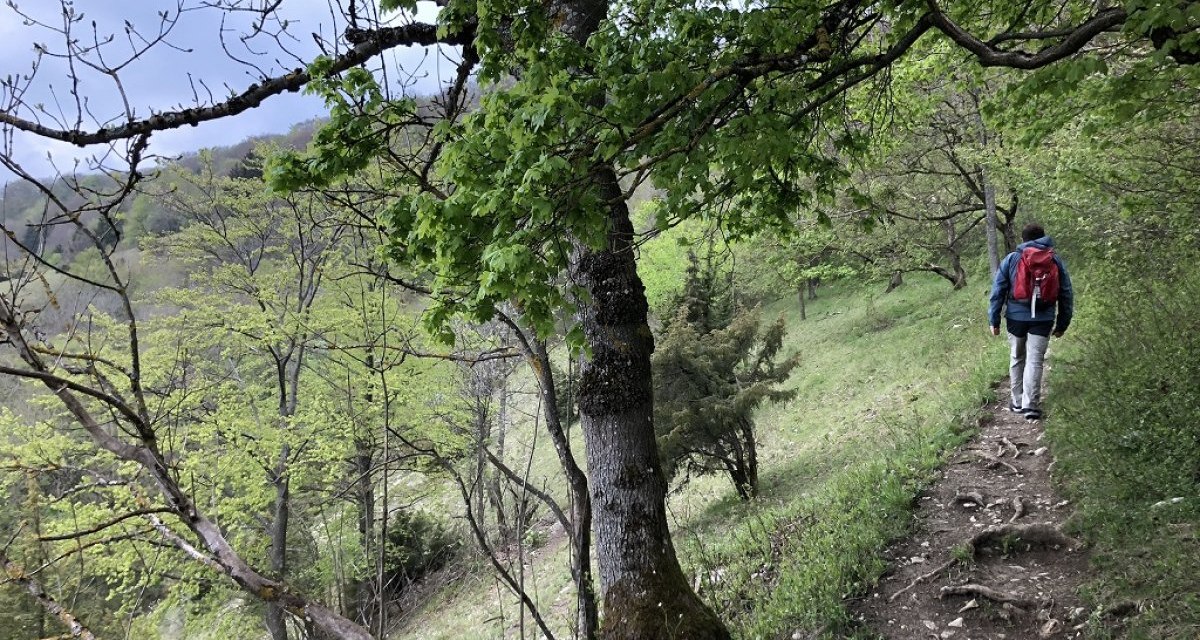 Ein Wanderer mit rotem Rucksack geht auf einem schmalen Pfad durch einen gr&uuml;nen Wald., &copy; Touristik und Marketing GmbH