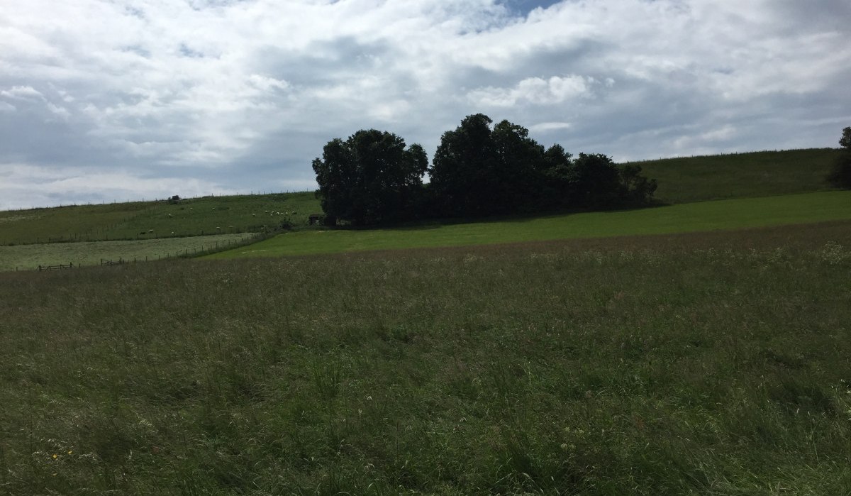 Weite grüne Weide mit vereinzelten Schafen im Hintergrund, umgeben von Bäumen und einem bewölkten Himmel., © www.pro-cycl.de