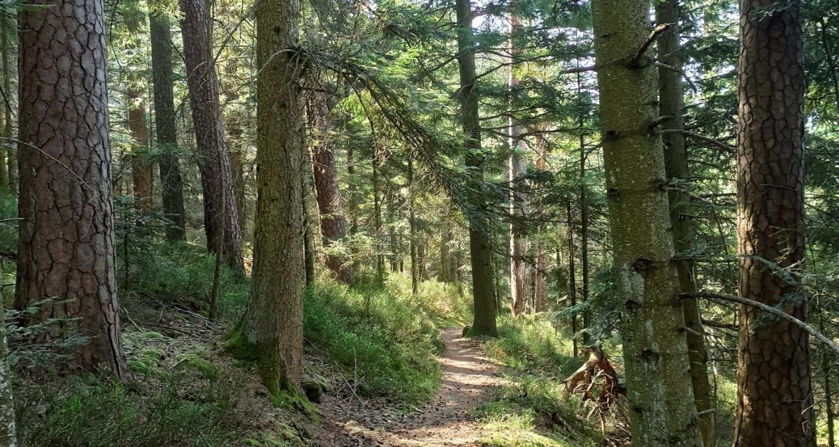 Mitten durch die Heidelbeerstr&auml;ucher f&uuml;hrt der Graf-Eberhard Weg zum Riesenstein, &copy; N&ouml;rdlicher Schwarzwald